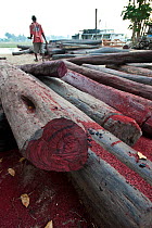 Hardwoods (Rosewood sp.) lying on the quayside in Maroantsetra. Collected illegally from the region of Masoala National Park, north east Madagascar. November 2009.