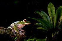 White-lipped / Giant Tree Frog (Boophis albilabris) sitting on branch in rainforest canopy. Masoala National Park, Madagascar.