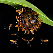 Social paper wasp colony (Polistinae) on nest. Lowland rainforest, Masoala National Park, Madagascar. (digital composite image)