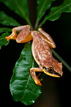 Madagascar Reed frog (Heterixalus madagascariensis) on tropical forest foliage, Masoala National Park, Madagascar.