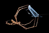 Net-casting / Ogre-faced Spider (Deinopis sp.) with net. Active at night. Masoala National Park, Madagascar.