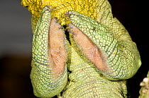 Male Parson's Chameleon (Chamaeleo parsonii) detail of grasping feet, in rainforest understorey. Masoala National Park, Madagascar.