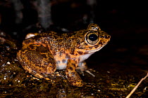 Madagascar Giant Stream frog (Mantidactylus guttulatus) active at night on banks of small stream in rainforest. Andasibe-Mantadia National Park, Madagascar.  (NB-this is Madagascar's largest native f...