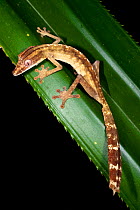 Lined Leaf-tailed Gecko (Uroplatus lineatus) active in forest understorey at night. Masoala National Park, Madagascar.