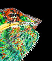 Male Panther Chameleon (Furcifer pardalis) head portrait in aggresive posture. Captive and from Masoala National Park, north east Madagascar.