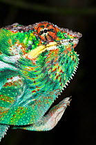 Male Panther Chameleon (Furcifer pardalis) head portrait in aggresive posture, with one foot raised,  Captive and from Masoala National Park, north east Madagascar.