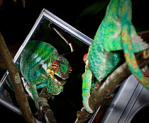 Male Panther Chameleon (Furcifer pardalis) in aggresive posture, displaying at its own reflection in a mirror. Masoala National Park, north east Madagascar.