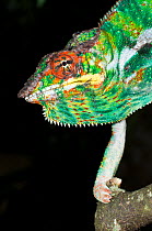 Male Panther Chameleon (Furcifer pardalis) head portrait in aggresive posture.  Captive and from  Masoala National Park, north east Madagascar.