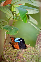 Helmet Vanga (Euryceros prevostii) on nest incubating eggs. Masoala National Park, north west Madagascar.