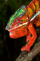 RF- Male Panther Chameleon (Furcifer pardalis) in aggresive posture. Captive, from Ambanja region, North West Madagascar. (This image may be licensed either as rights managed or royalty free.)