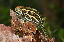 Male Montane Jewel Chameleon (Furcifer campani) in breeding colouration. Captive, from central highland regions, Madagascar.