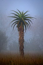 Aloe tree at dawn. Anjampolo Forest, southern Madagascar.