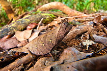Stump-tailed Leaf Chameleon (Brookesia superciliaris) in rainforest leaf-litter. Masoala National Park, Madagascar.