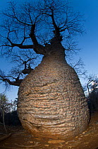 Bottle Baobab (Adansonia rubrostipa) over 3000 years old. Lake Tsimanampetsotsa National Park, South West Madagascar.