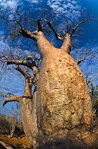 Ancient Baobab tree (Adansonia) Lake Tsimanampetsotsa National Park, South West Madagascar.