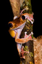 Leaf-litter Tree frog (Boophis madagascariensis) portrait, Andasibe-Mantadia National Park, Madagascar.