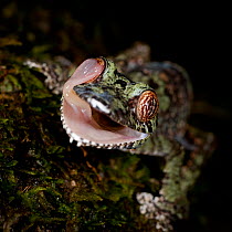 Mossy Leaf-tailed gecko (Uroplatus sikorae) cleaning eye with tongue. Masoala National Park, Madagascar.