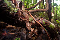Mossy Leaf-tailed Gecko (Uroplatus sikorae) in rainforest understorey. Masoala National Park, north east Madagascar.