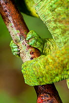 Male Parson's Chameleon (Chamaeleo parsonii) detail of grasping foot, rainforest understorey. Masoala National Park, Madagascar.