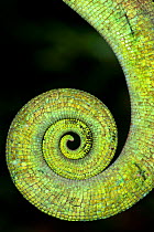 Male Parson's Chameleon (Chamaeleo parsonii) detail of coiled tail, rainforest understorey. Masoala National Park, Madagascar.