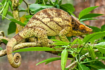Male Parson's Chameleon (Chamaeleo parsonii) in rainforest understorey. Masoala National Park, Madagascar.