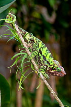 Male Globe-head Chameleon (Calumma globifer) climbing in montane rainforest near Anjozorobe, central Madagascar.