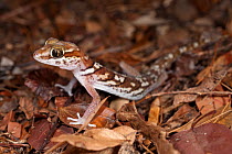 Big-headed Gecko (Paroedura picta) in leaf litter on forest floor. Kirindy, western Madagascar.