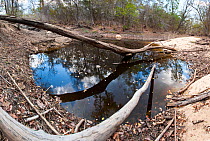 Drying waterhole in tropical dry deciduous forest, Kirindy. Western Madagascar. October 2009. (digitally stitched image)