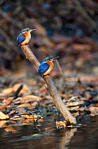 Madagascar Malachite Kingfishers (Alcedo / Corythornis vintsioides) on perch by forest pool in dry deciduous forest, Kirindy, western Madagascar