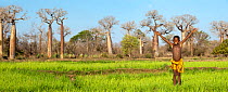 Young Malagasy boy (Sakalava tribe) in rice field with Grandidier's Baobabs (Adansonia grandidieri) behind. Near Morondava, western Madagascar. (digitally stitched image)