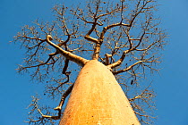 Grandidier's Baobabs (Adansonia grandidieri) bearing fruits. Near Morondava, western Madagascar.