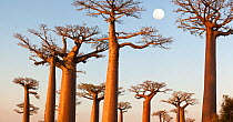Grandidier's Baobabs (Adansonia grandidieri) at dusk. Near Morondava, western Madagascar. (digitally stitched image)