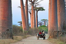 Ox cart and Grandidier's Baobabs (Adansonia grandidieri) Near Morondava, western Madagascar.