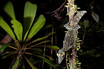 Leaf-tailed Gecko (Uroplatus fimbriatus) hunting at night. Masoala National Park, Madagascar.