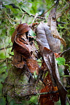 Satanic Leaf-tailed Gecko (Uroplatus phantasticus) camouflaged on dead leaves. From rainforest understory in Ranomafana National Park, Madagascar.