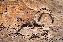 Ring-tailed Lemur (Lemur catta) clambering over rocks. Isalo National Park, southern Madagascar.