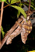 A pair of Short-horned Chameleons (Calumma brevicornis) mating. Rainforest understorey, Andasibe-Mantadia National Park, Madagascar.