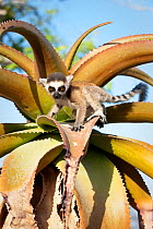 Ring-tailed Lemur (Lemur catta) baby climbing on Aloe in spiny forest. Anjampolo Forest, southern Madagascar.