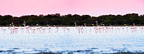 Flocks of Greater Flamingos (Phoenicopterus ruber) feeding on Lake Tsimanampetsotsa, south west Madagascar. (digitally stitched image)