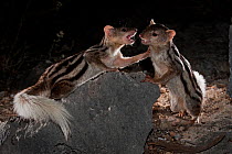 Two Grandidier's / Giant Striped Mongoose (Galidictis grandidieri) fighting at night. Western edge of the Mahafaly Plateau, Tsimanampetsotsa National Park, south west Madagascar.