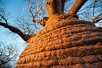 Bottle Baobab (Adansonia rubrostipa) over 3000 years old. Tsimanampetsotsa National Park, South West Madagascar.