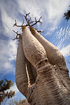Giant Pachypodium species. Tsimanampetsotsa National Park, South West Madagascar.
