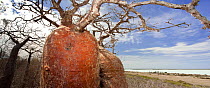 Bottle Baobab (Adansonia rubrostipa) in spiny forest overlooking Lake Tsimanampetsotsa. Tsimanampetsotsa National Park, South West Madagascar. (digitally stitched image)