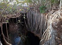 Pool and cave with large Indian banyan Tree (Ficus benghalensis) Tsimanampetsotsa National Park, South West Madagascar. (digitally stitched image)