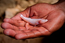 Endemic Blind Cave Fish (Typhleotris madagascariensis) in the hand. Only found in the cave systems near Lake Tsimanampetsotsa, Tsimanampetsotsa National Park, south west Madagascar.