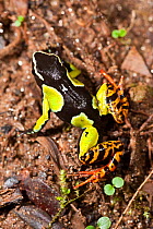 Mantalla Frog (Mantella baroni) on rainforest floor, Ranomafana National Park, south east Madagascar.
