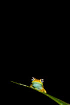 Central Bright-eyed Frog (Boophis rappiodes) sitting on leaf in rainforest under storey, Mantadia National Park, Madagascar.