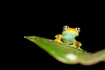 Central Bright-eyed Frog (Boophis rappiodes) sitting on leaf, in rainforest under storey, Mantadia National Park, Madagascar.