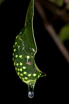 Eggs of Tree Frog (Guibemantis liber) on leaf overhanging rainforest pond. Vohiparara, Ranomafana National Park, Madagascar.