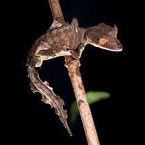 Satanic Leaf-tailed Gecko (Uroplatus phantasticus) foraging in forest understorey at night. Ranomafana National Park, Madagascar.